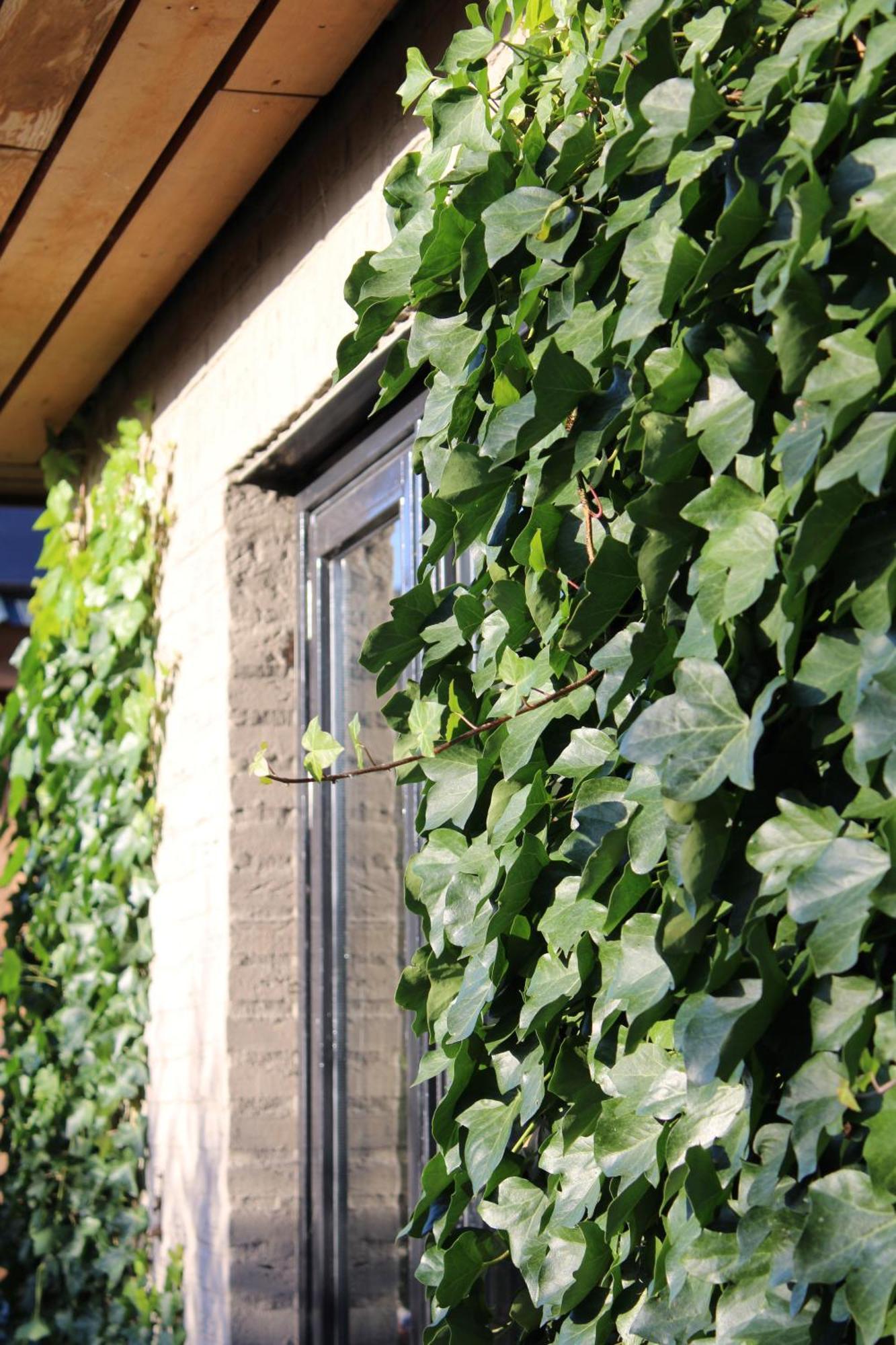 Tiny House In De Boomgaard Bed and Breakfast Stad aan 't Haringvliet Eksteriør billede